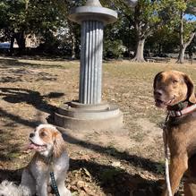 Pretzel Park Dog Park photo 1